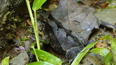 Black frog with grey blue back breathing and slightly moving Stock Footage 123554541