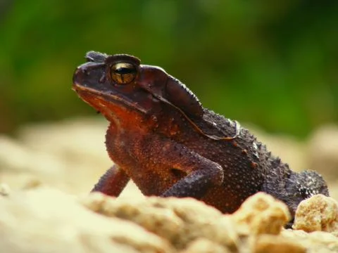 Black Frog in Pine forest Фото