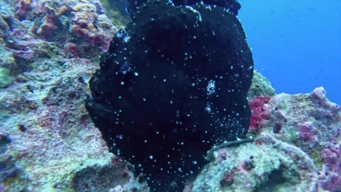 Black Frogfish camouflaged Stock Footage 328594702