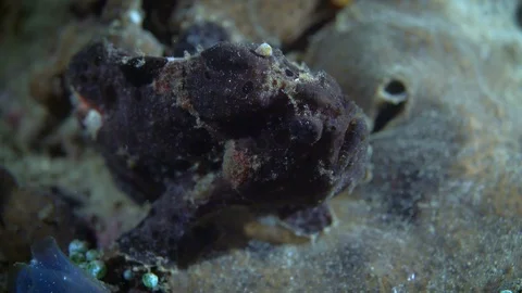 Black Frogfish Stock Footage