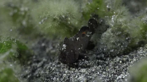 a black frogfish hid among the algae | Stock Video | Pond5