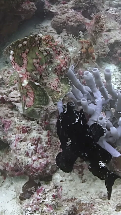 A Black Frogfish in Sipadan Stock Footage 344784503