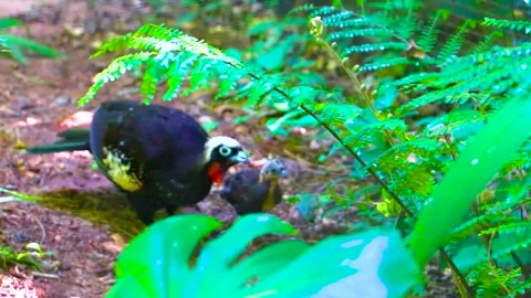Black Fronted Piping Guan parent with young chick Parque das Aves Brazil. Vídeos de archivo 344238218