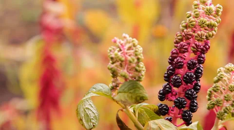 Black fruit, berries in the garden Video stock 30780145