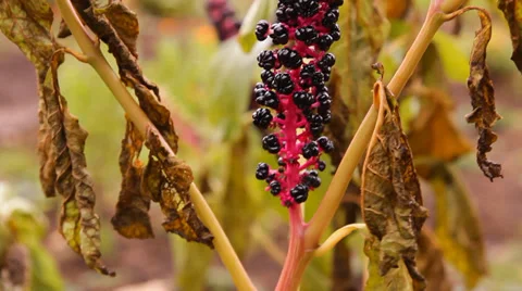 Black fruit, berries in the garden 库存影片 30783571