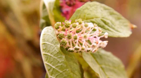 Black fruit, berries in the garden Video stock 30784093