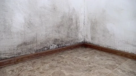 A black fungus in form of mold grows and spreads on a white wall in apartment. Vidéo 169079236