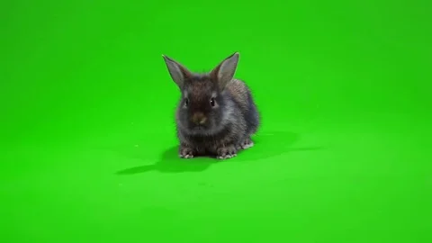 Black funny bunny Stock Footage 70723979