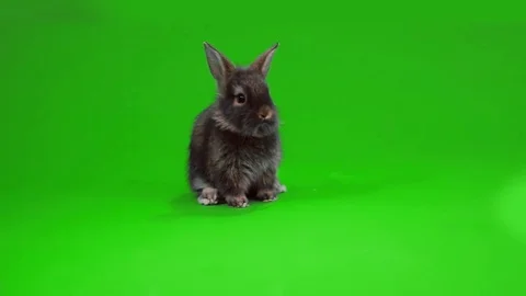 Black funny bunny Stock Footage 70724507