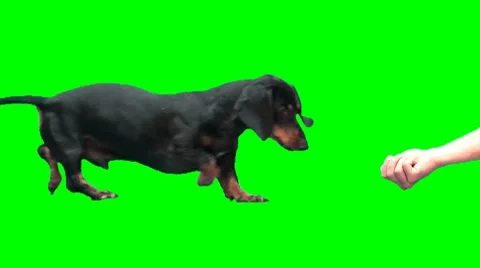 Black funny dog (dachshund) eats from hand Stock Footage 8563723