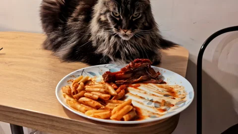 A Black furry cat staring at camera with food in front at Jelgava, Latvia Stock Footage 333676287