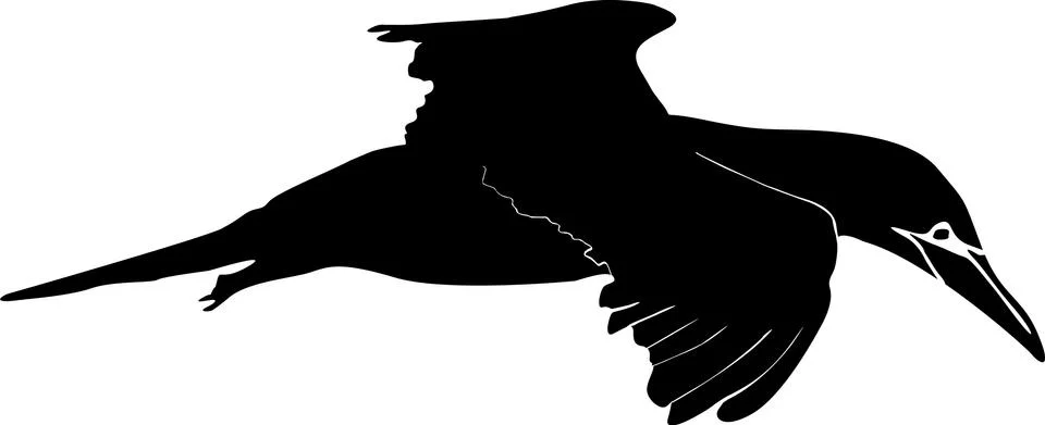 A black Gannet Stock Illustration