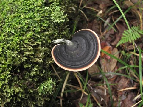 Black Ganoderma Sinense Photos