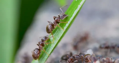 Black Garden Ant on a Grass Stem Stock Footage 345666123