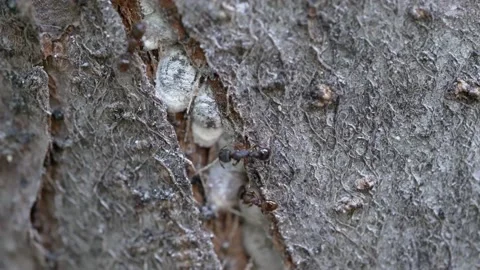 Black garden ants breed aphids in wood. Macro. Stock Footage 155665840