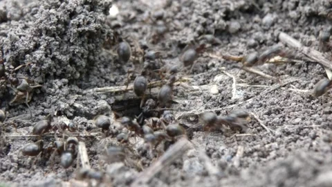 Black garden ants excavation process near entrance hole micro robotics, tilting Stock Footage 337325745