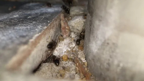 Black garden ants going through crack in garden pavement Stock Footage 113187013