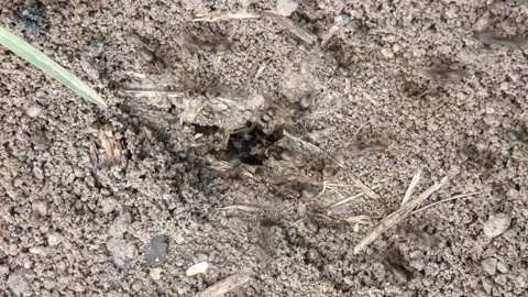 Black garden ants (Lasius niger) manipulating soil substrate near deep hole Stock Footage 337326089