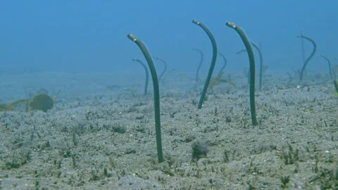 Black Garden Eel Stock Footage 340536158