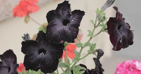 Black garden flowers Stock Footage