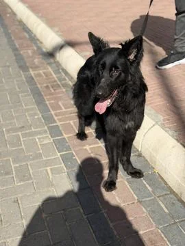 Black German Shepherd Approaching Camera with Direct Look Stock Photos