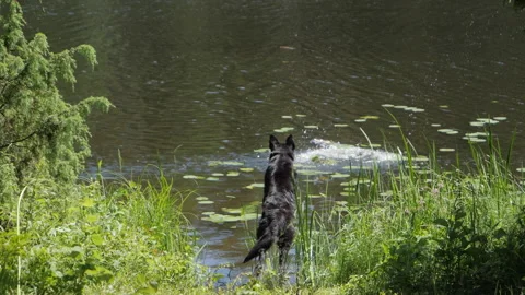 Black German Shepherd chase log and jump to lake, slow motion. Stock Footage 199553725