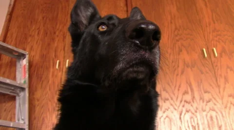 Black German Shepherd Dog Stock Footage 48810179