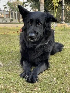 Black German Shepherd in Down Position on Grass Stock Photos