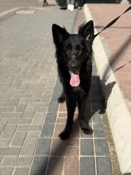 Black German Shepherd Facing Camera While Standing on Street Photos