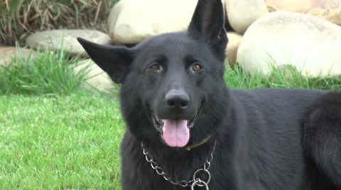 Black German Shepherd Stock Footage 41033810