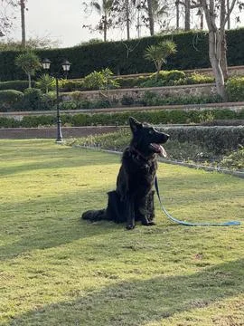 Black German Shepherd with Long Shadow at Sunset Foto stock