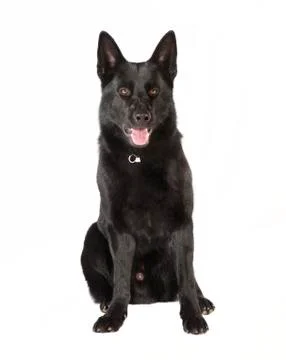 Black German Shepherd looking at the camera 写真素材