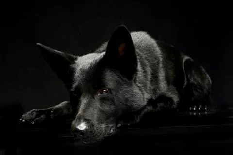 Black German shepherd lying in a dark studio Stock Photos