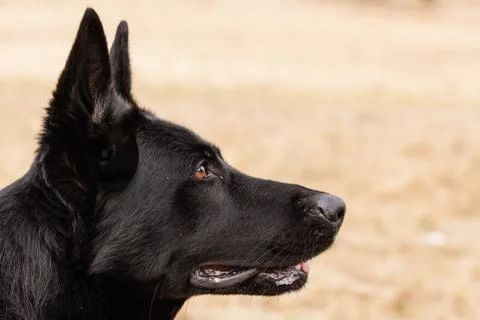 Black german shepherd Stock Photos