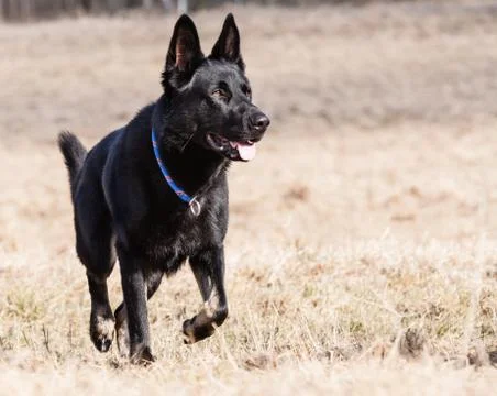 Black german shepherd Stock Photos