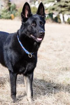 Black german shepherd Stock Photos