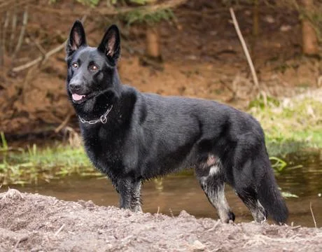 Black german shepherd Stock Photos