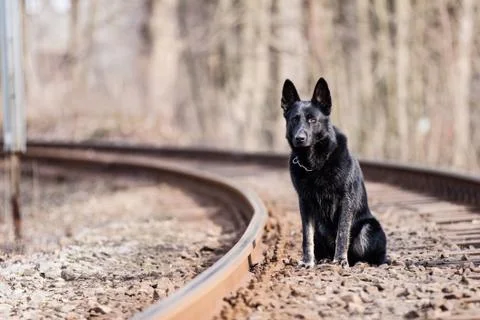 Black german shepherd Stock Photos