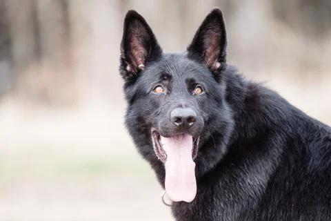 Black german shepherd Stock Photos