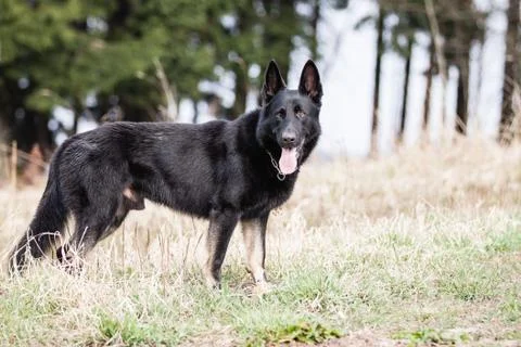 Black german shepherd Stock Photos
