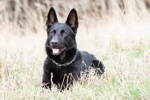 Black german shepherd Stock Photos