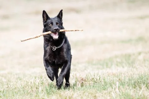 Black german shepherd Stock Photos