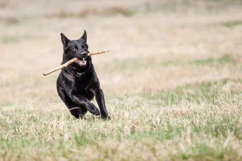 Black german shepherd Foto stock