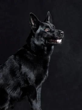 Black German Shepherd Fotos de archivo