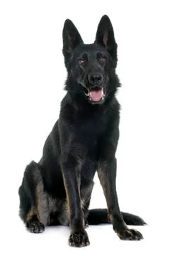 Black german shepherd 스톡 사진