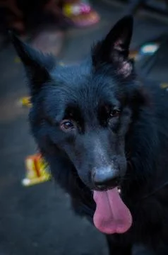 Black german shepherd 库存照片