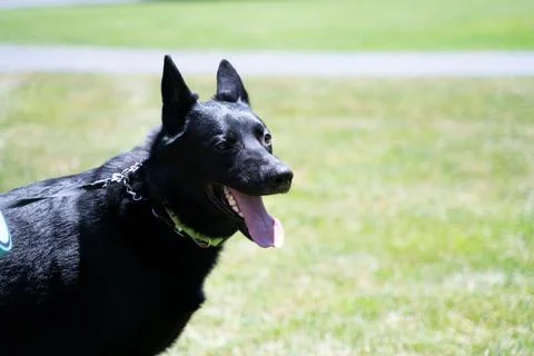 Black German Shepherd 库存照片