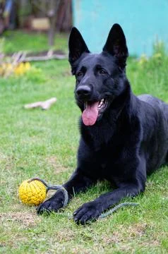 Black German shepherd Stock Photos