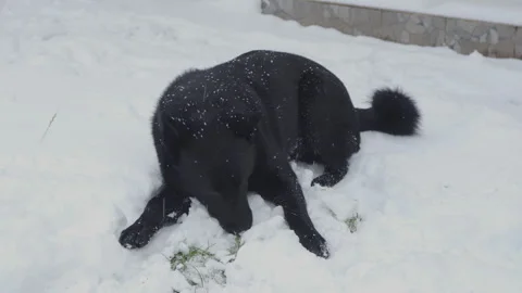 Black German Shepherd playing in the fresh white snow. Stock-Footage 329222469