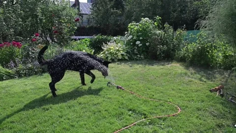 Black German shepherd playing with water Stock Footage 279399867